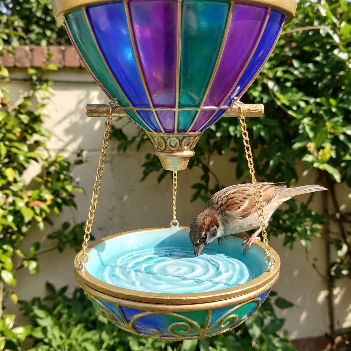 Sparrow drinking from the hanging basket bath