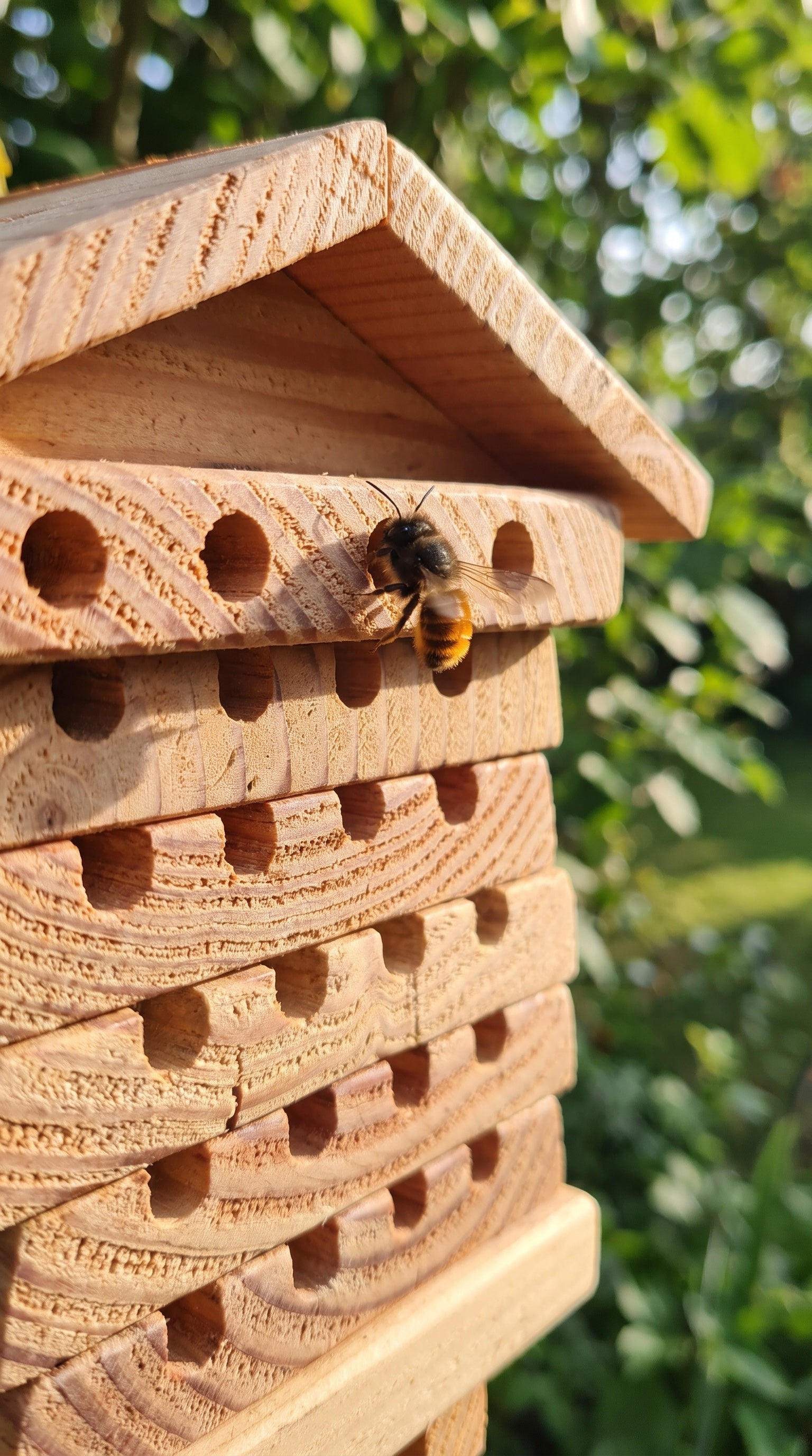 BeeTreasure UGC vertical 04 - mason bee landing at tunnel macro