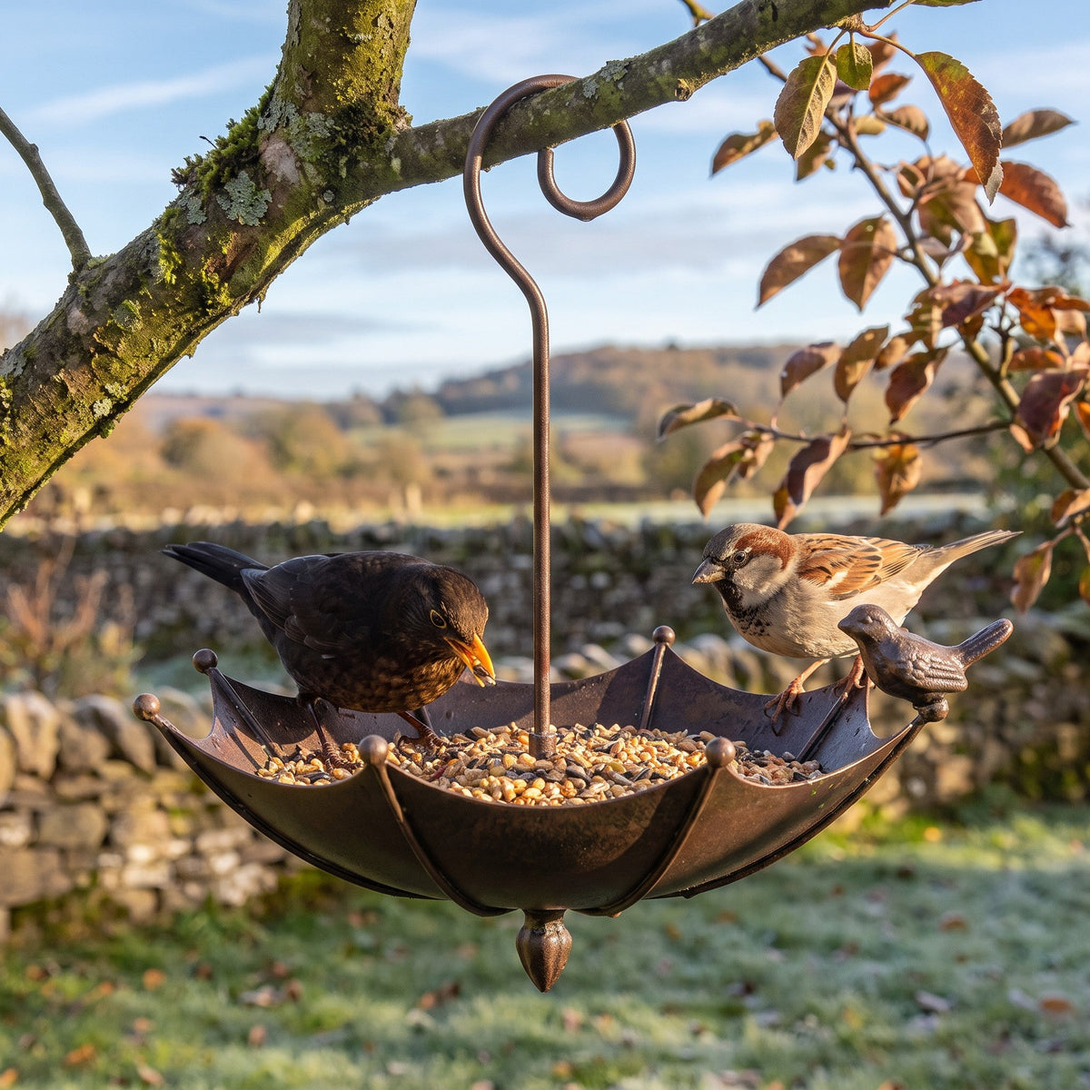 Feeder hanging from a branch with a blackbird and a sparrow