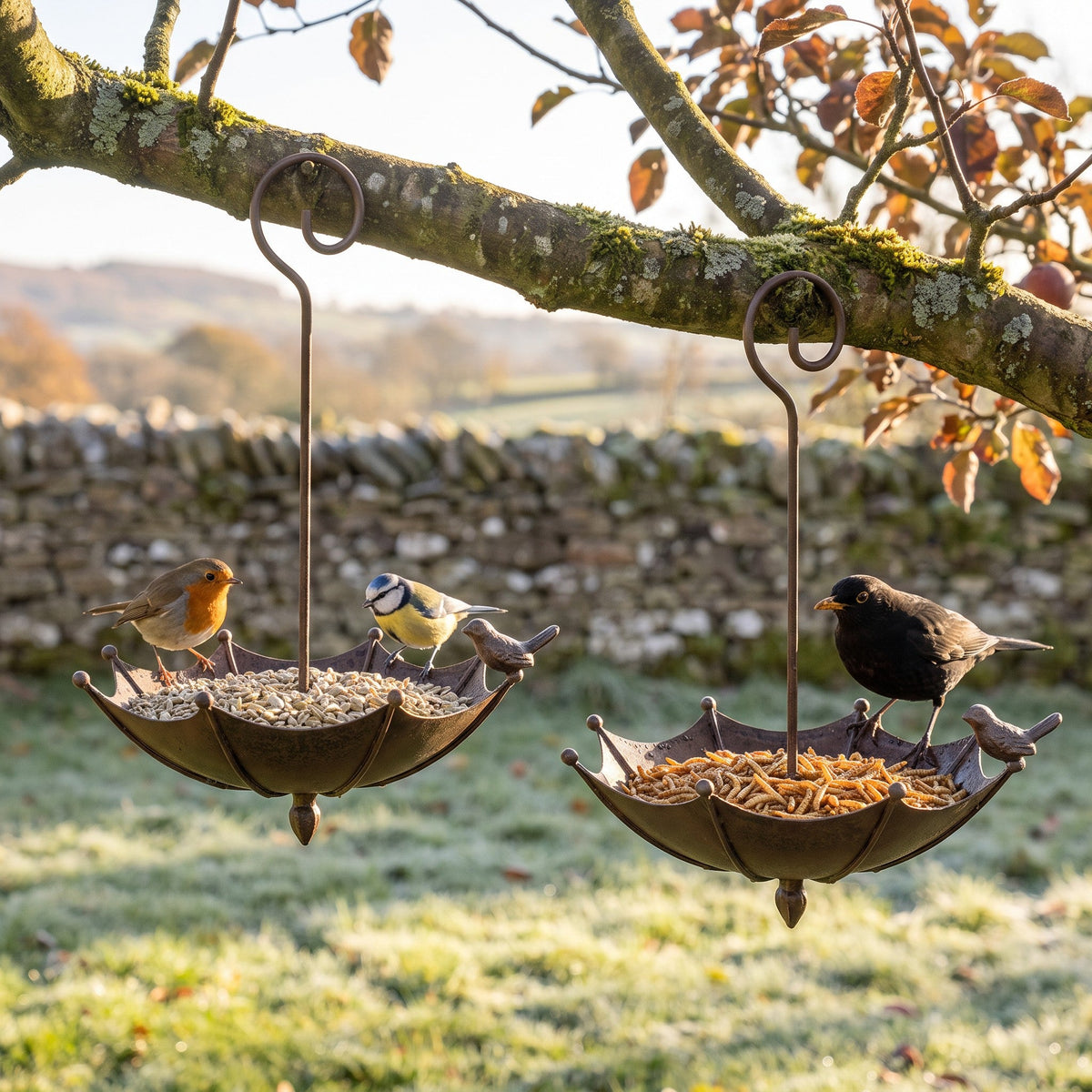 Two feeders hung apart: seed in one, mealworms in the other