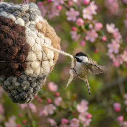 Songbird pulling alpaca fibre from the nesting heart
