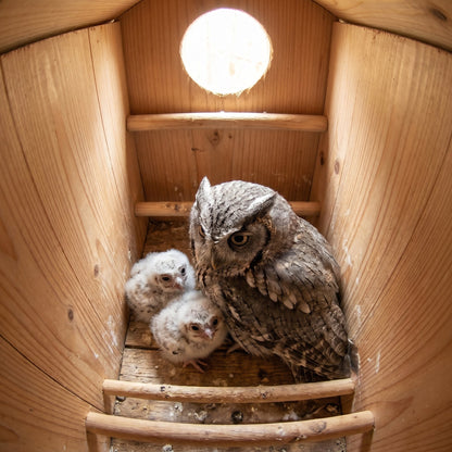 Inside the owl house: a screech-owl brooding two downy owlets on the wooden nest floor