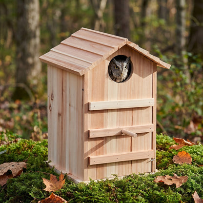 An Eastern Screech-Owl looking out of the owl house on a mossy forest floor