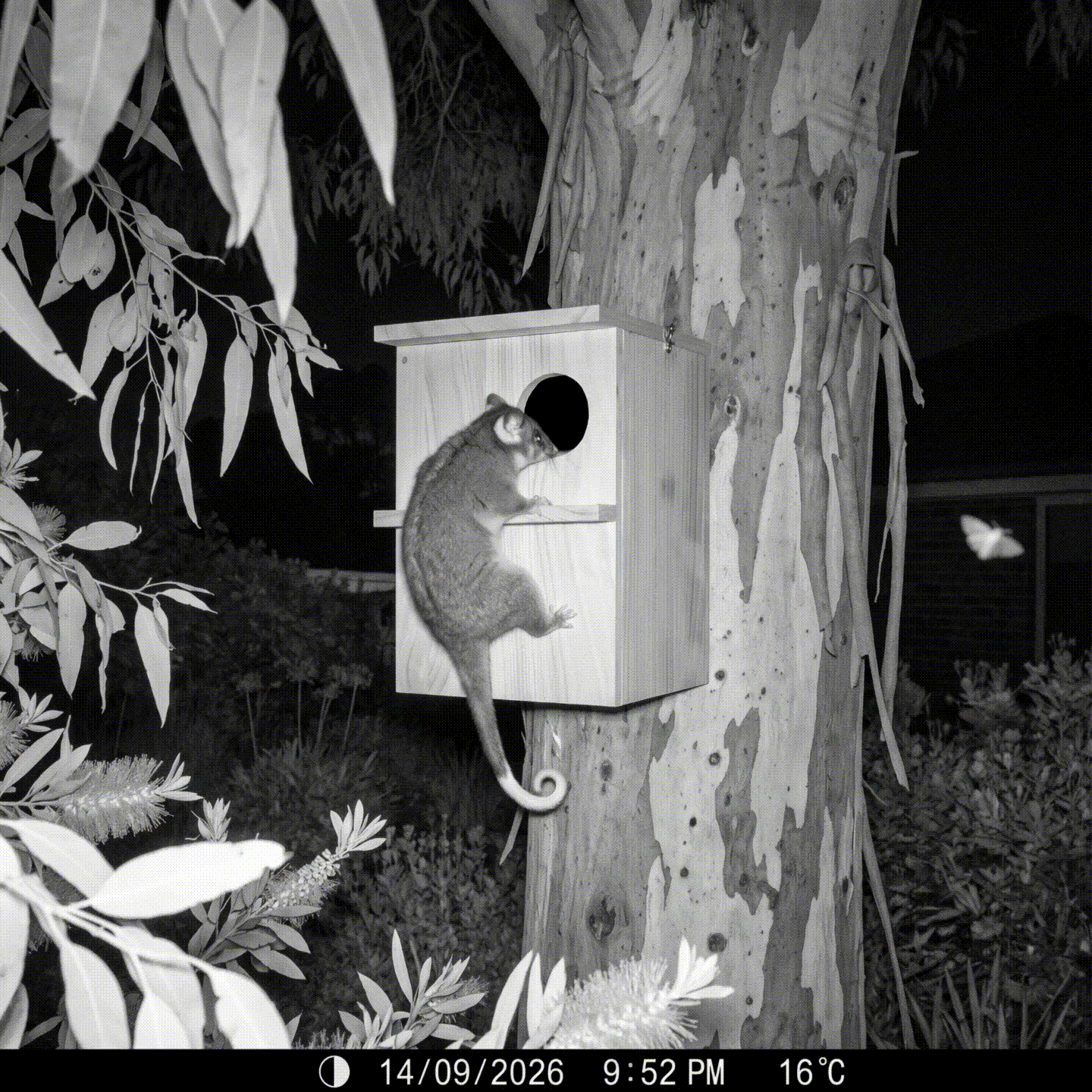 Keith's Possum House