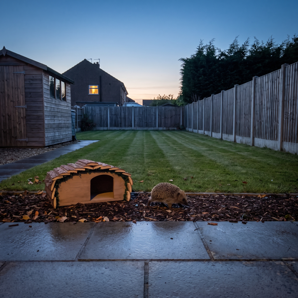 Ted's Hedgehog House