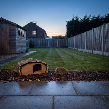 Ted's Hedgehog House