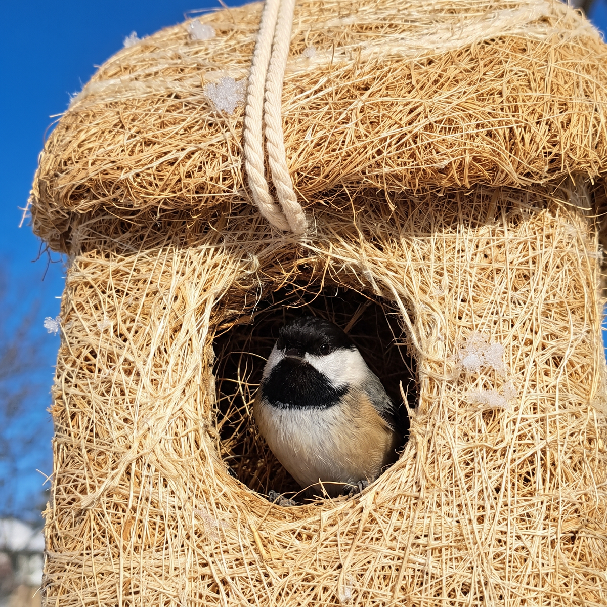 Black-capped chickadee peeking out of the roosting hut entrance