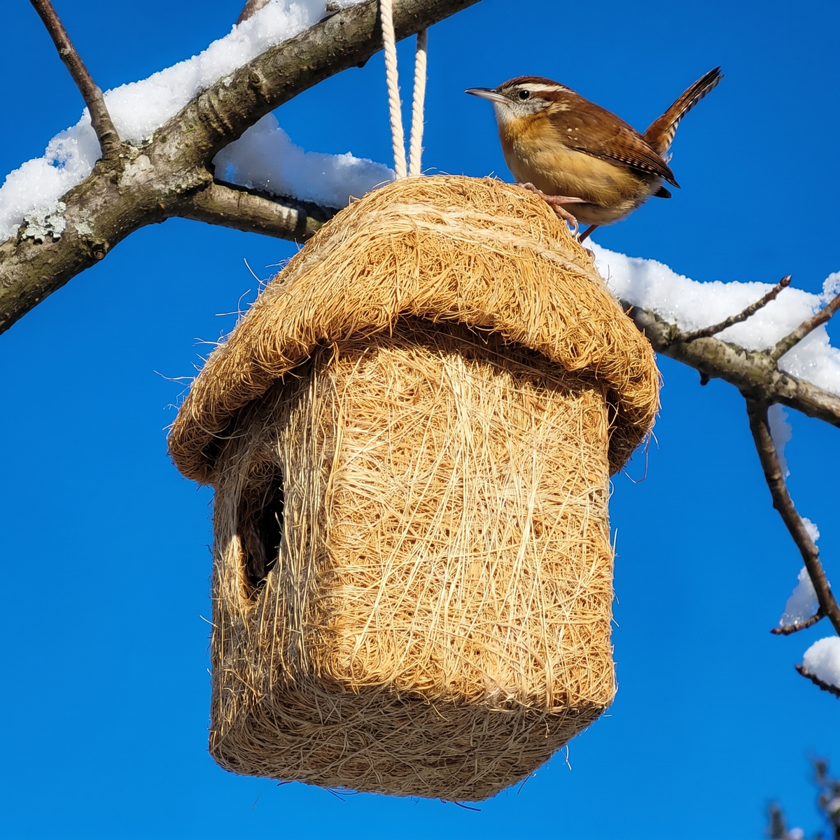 Side view of the roosting hut showing the overhanging roof, Carolina wren on top