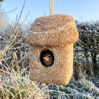 A wren peeking out of the roosting hut entrance