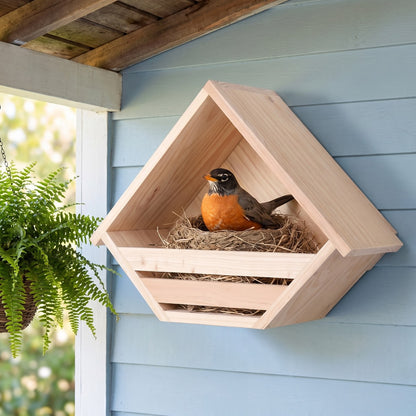 An American robin nesting in the shelf under a porch roof