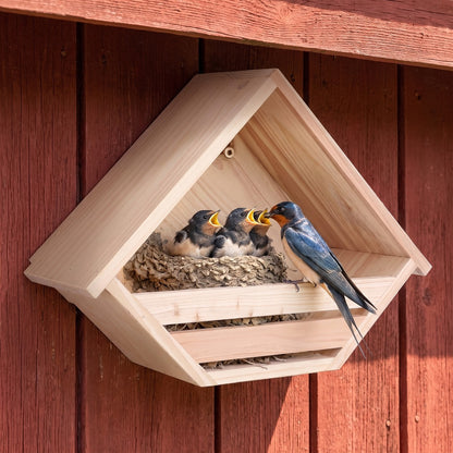 A barn swallow feeding chicks in the shelf on a red barn