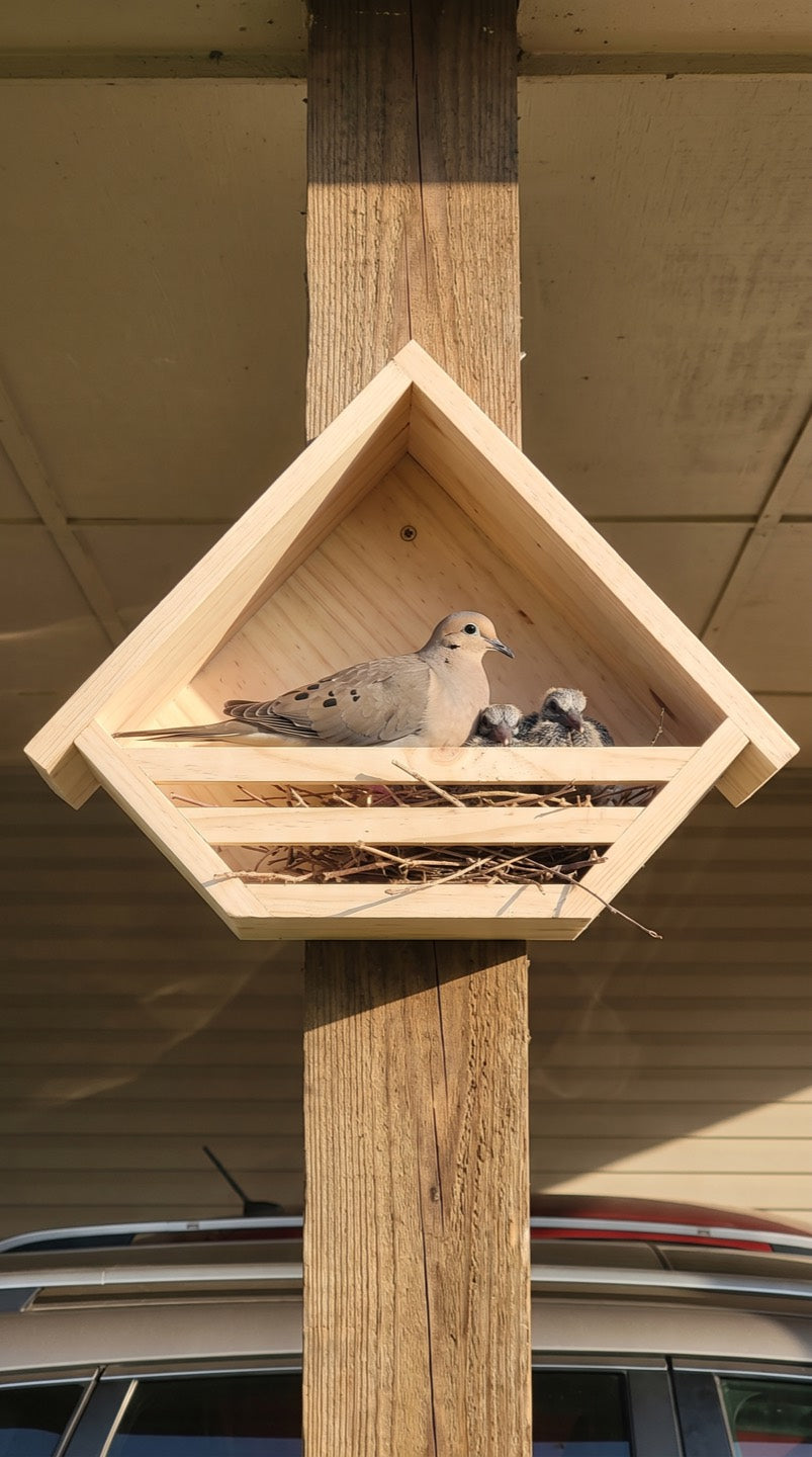 Mourning dove with chicks in the shelf under a carport