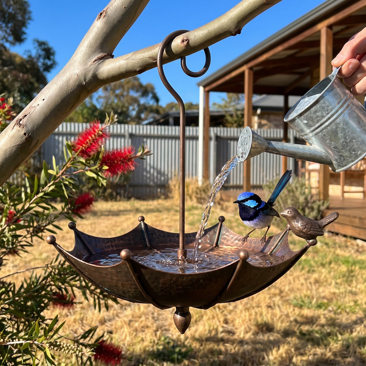 Topping up the bath from a watering can while a fairy-wren waits