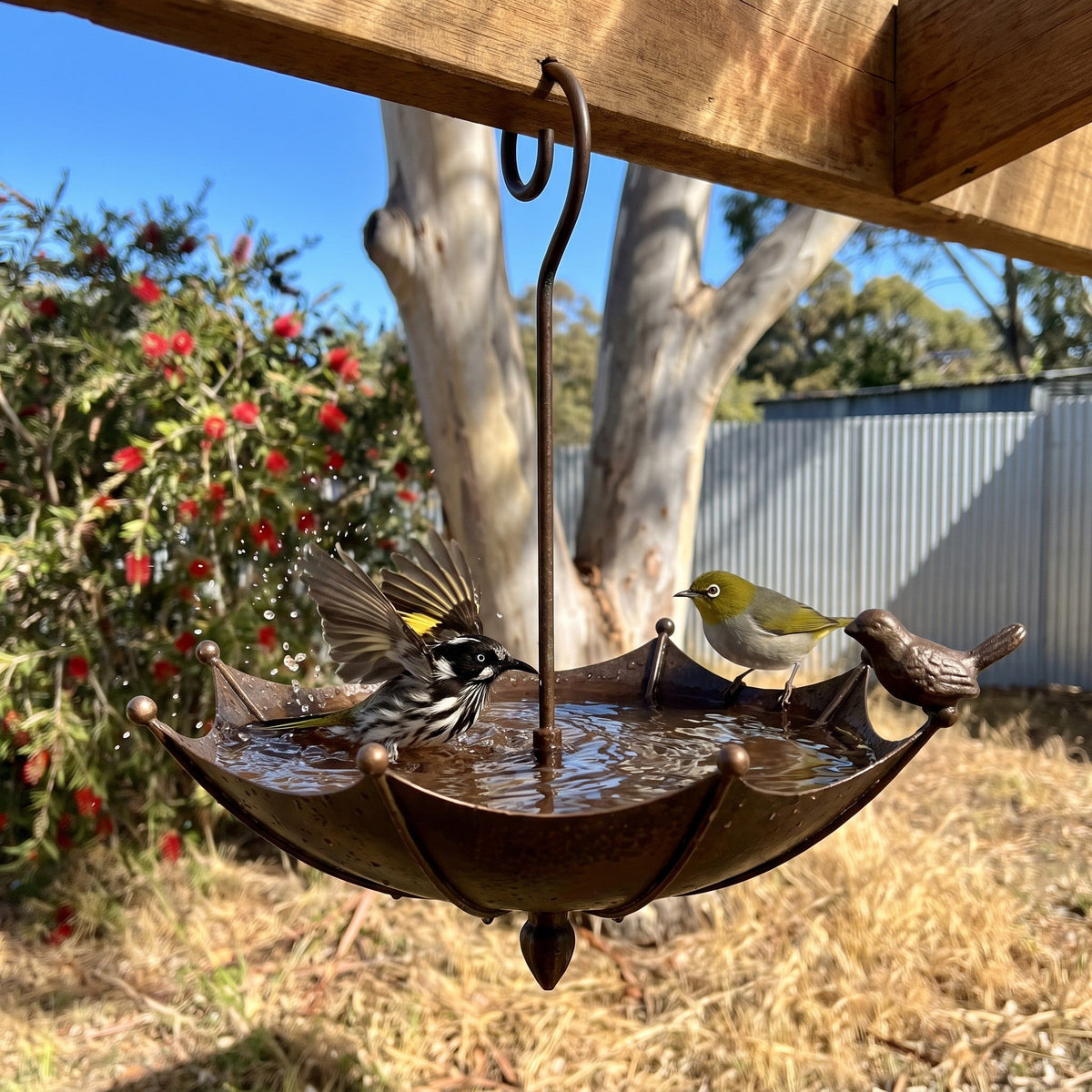 Bath hanging from the verandah with a honeyeater splashing