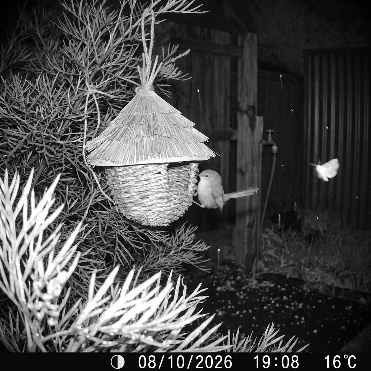 Noeline's Woven Bird House