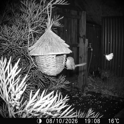Noeline's Woven Bird House