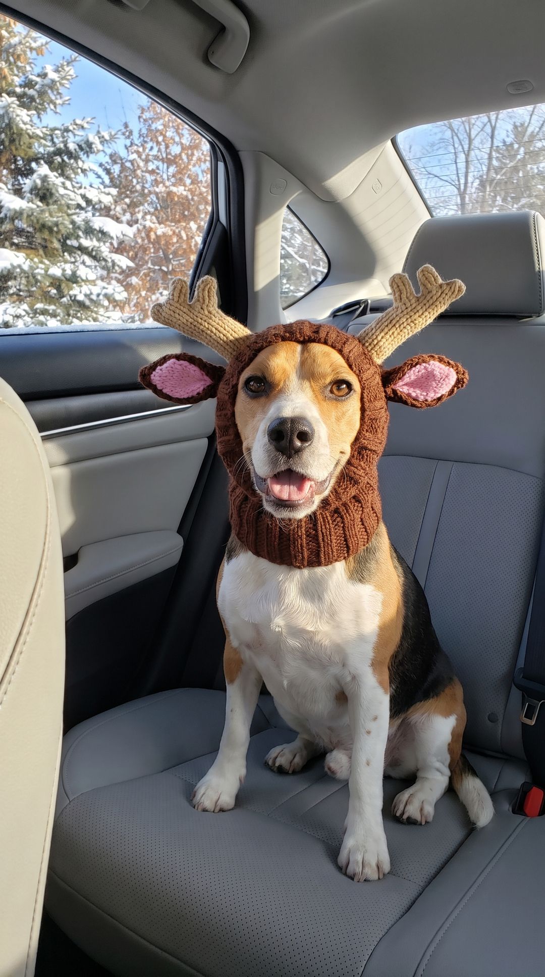 f7 beagle car