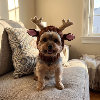 Reindeer dog hat in Small on a Yorkshire Terrier