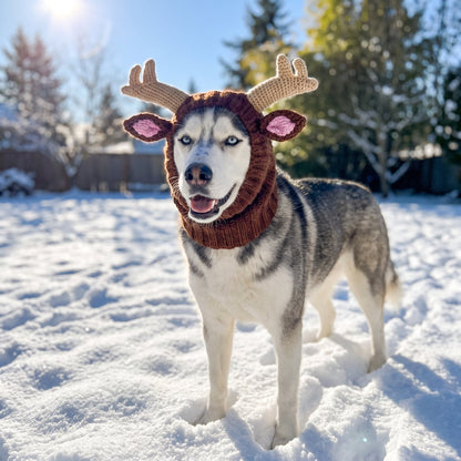 Reindeer dog hat in Large on a Husky in the snow