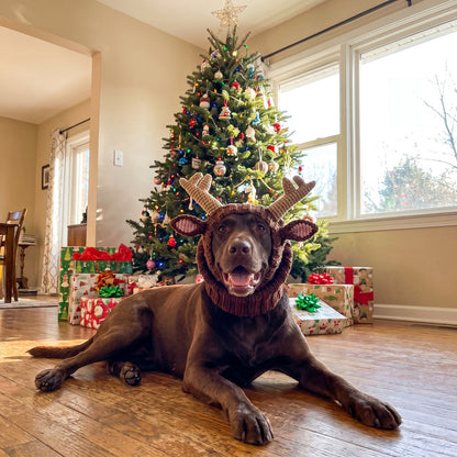 Labrador wearing the reindeer hat in front of a Christmas tree
