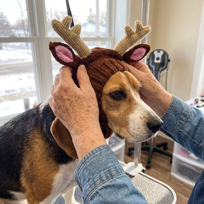 Birdie pulling the reindeer hat over a Beagle's head