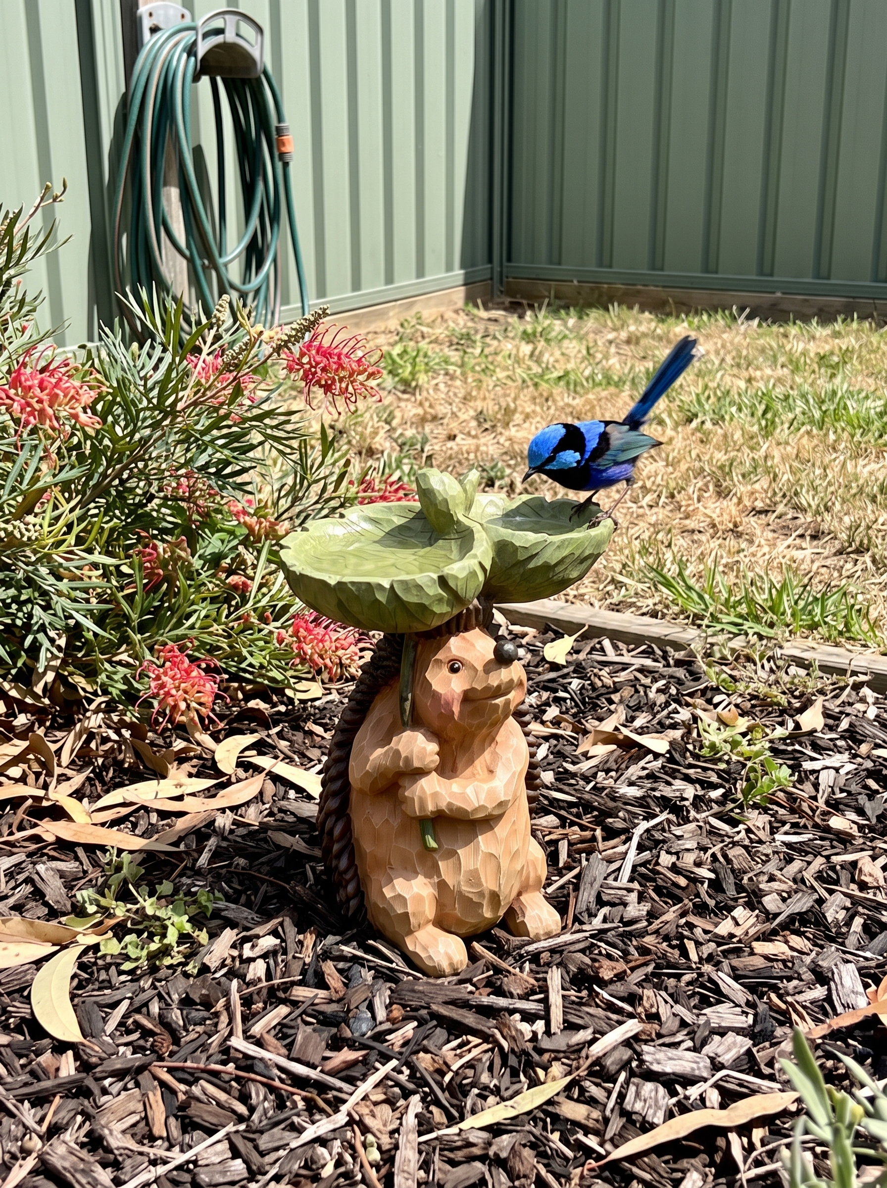 Hedgehog bird bath in an Australian backyard with a fairy-wren