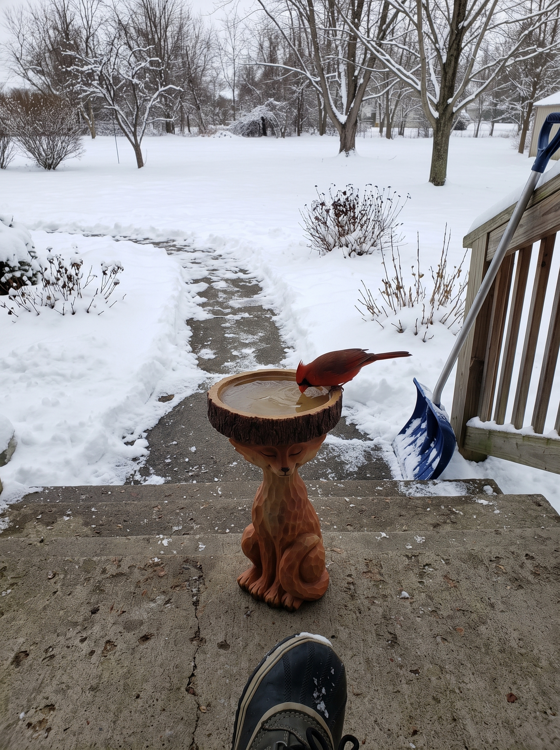Fox bird bath on a snowy porch with a cardinal